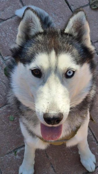 Rust, lieber Husky sucht neues Zuhause