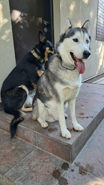 Rust, lieber Husky sucht neues Zuhause