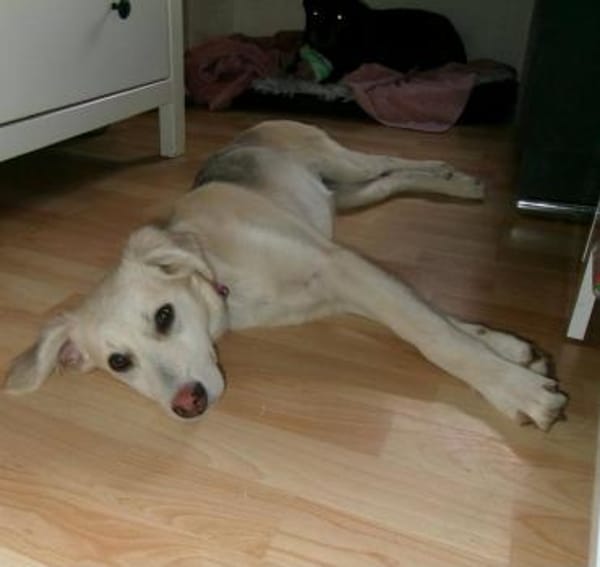 Ida, neugieriger Welpe sucht Zuhause