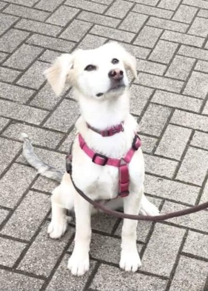 Ida, neugieriger Welpe sucht Zuhause