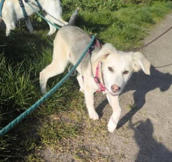 Ida, neugieriger Welpe sucht Zuhause