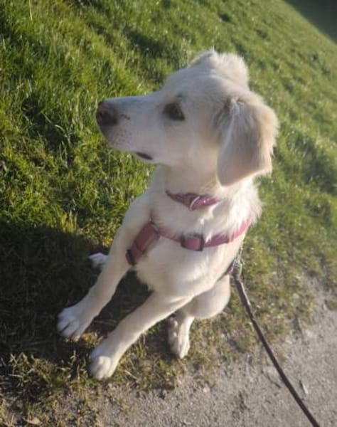 Ida, neugieriger Welpe sucht Zuhause