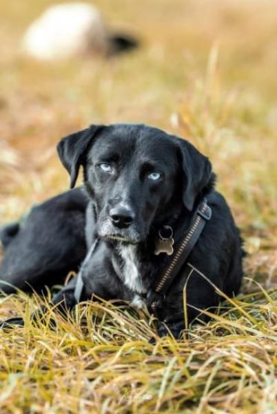 LADY MAYALY * schmusig & aktiv