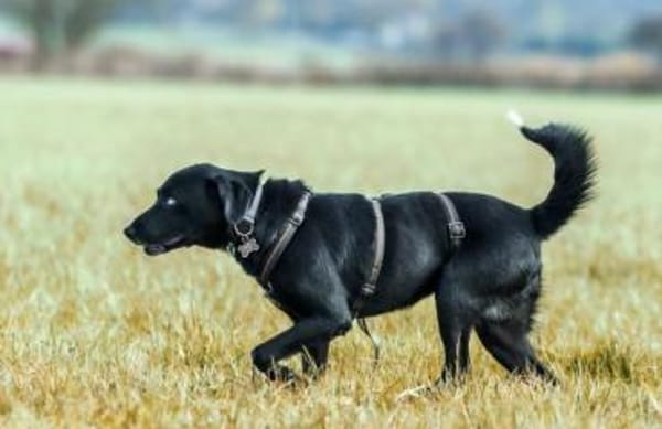 LADY MAYALY * schmusig & aktiv