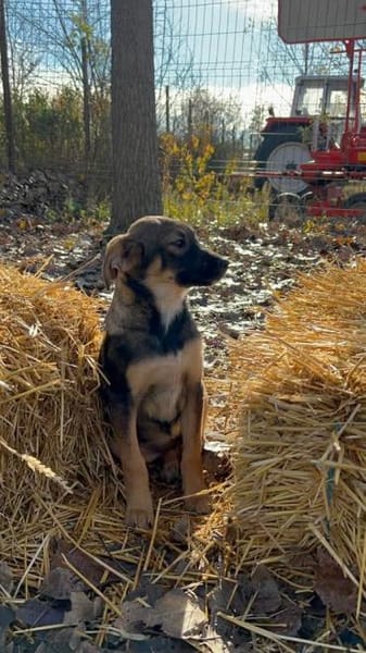 Adele freundliche Hundedame