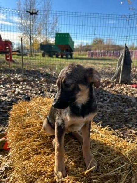 Adele freundliche Hundedame