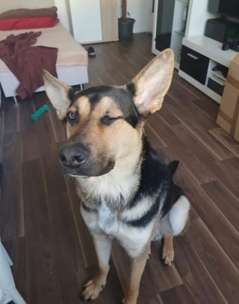 Schäferhund Liebhaber aufgepasst 🙏