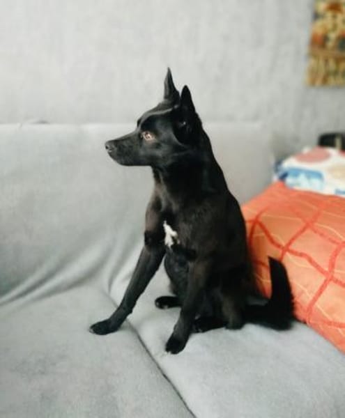 Zira sucht Körbchen