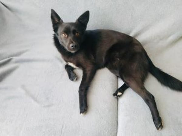 Zira sucht Körbchen