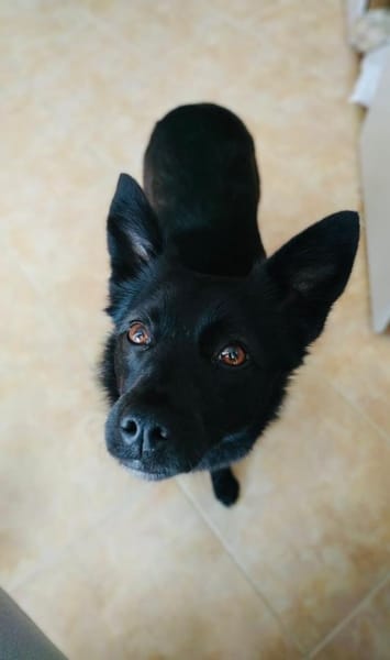 Zira sucht Körbchen