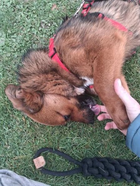 kleine süße Aurea auf PS in 91459