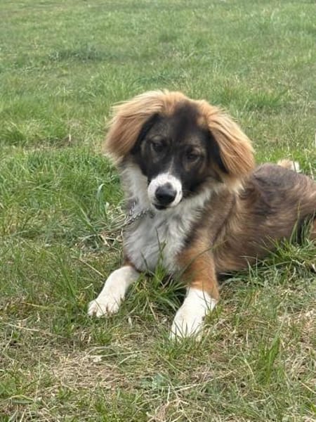 🐾 Bounty  junger, kluger Rüde