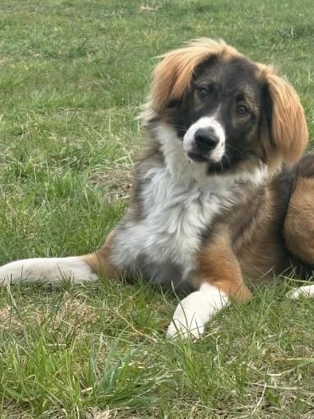 🐾 Bounty  junger, kluger Rüde