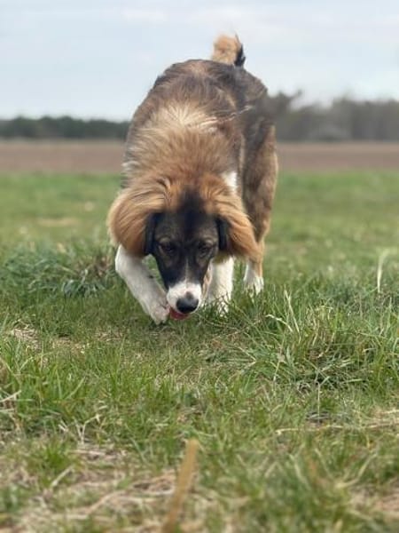 🐾 Bounty  junger, kluger Rüde