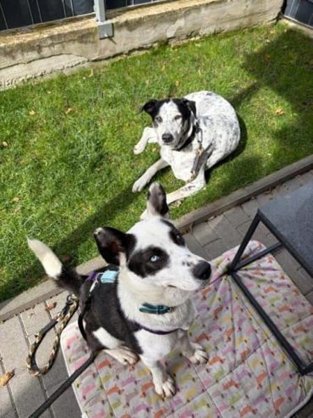 wunderschöne Panda auf PS in 90768