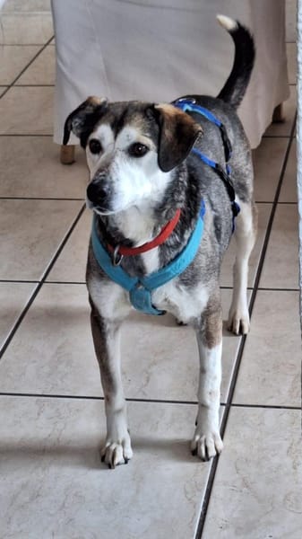 charmante Finja sucht Für-immer-Zuhause