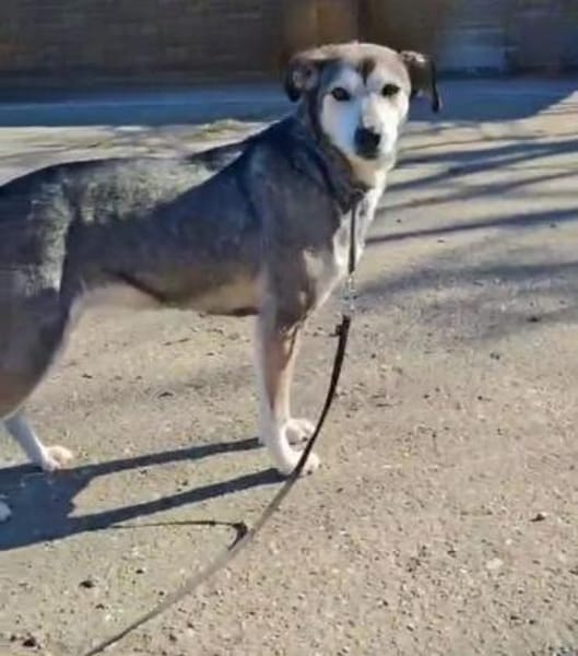 charmante Finja sucht Für-immer-Zuhause