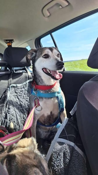 charmante Finja sucht Für-immer-Zuhause