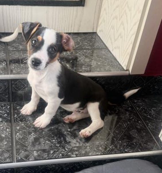 Cosmo ein kleiner Jack Russel Mix