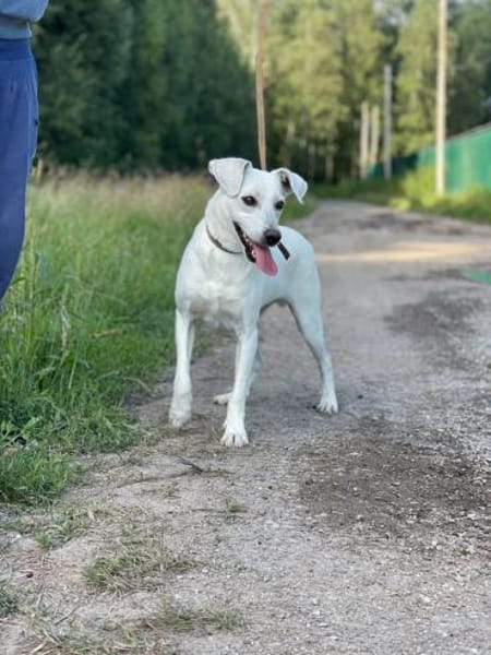 Twix, anhänglich und liebevoll