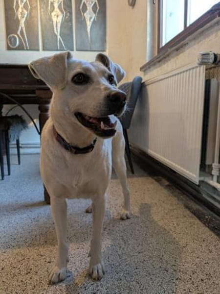 Twix, anhänglich und liebevoll