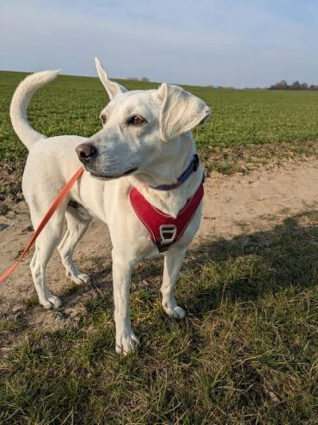 Twix, anhänglich und liebevoll