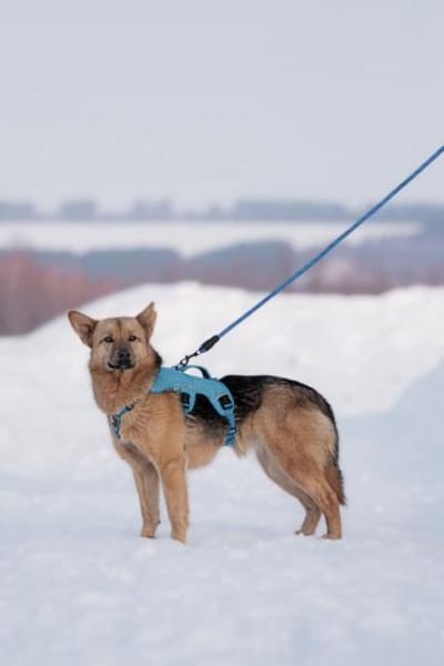 Cleo, aktiv und selbstbewusst