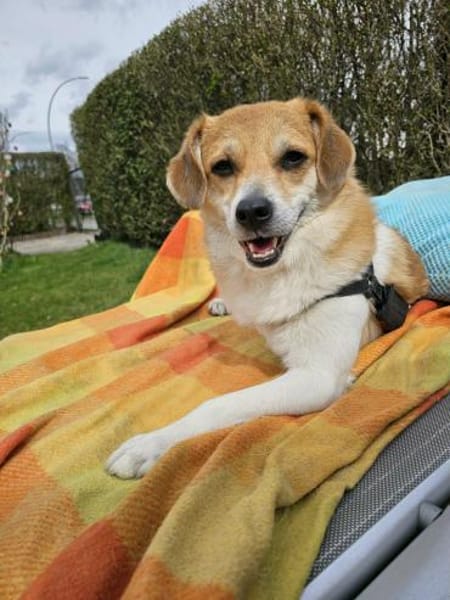 kleiner süßer Noki auf PS in 14513