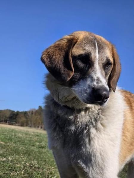 🐾 Cooper  sensibler junger Rüde