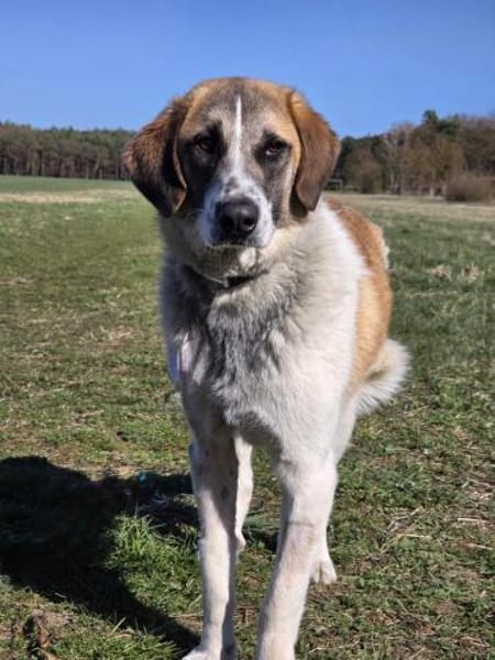 🐾 Cooper  sensibler junger Rüde