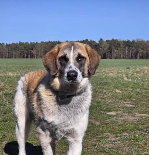 🐾 Cooper  sensibler junger Rüde