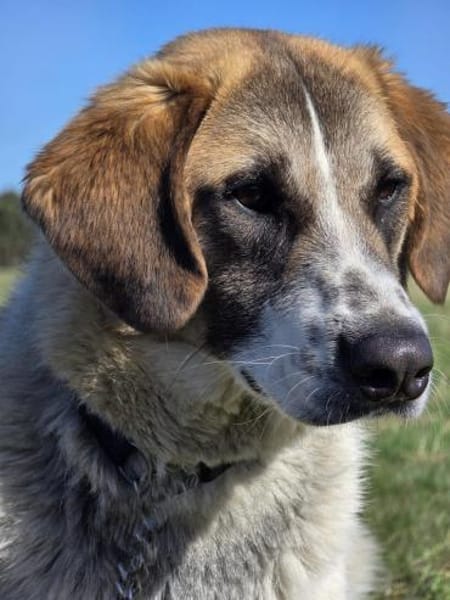 🐾 Cooper  sensibler junger Rüde