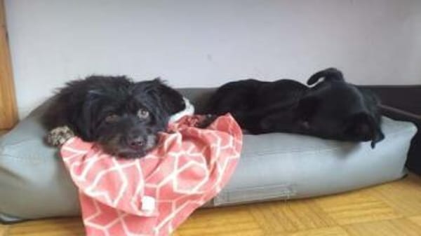 Malo * sensibel, freundlich, lernfreudig