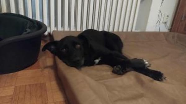 Malo * sensibel, freundlich, lernfreudig