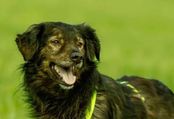 JASCHA -liebe, vorsichtige &ruhige Seele