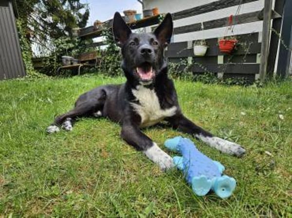 ❤Lucky -Gentleman im schwarzen Frack