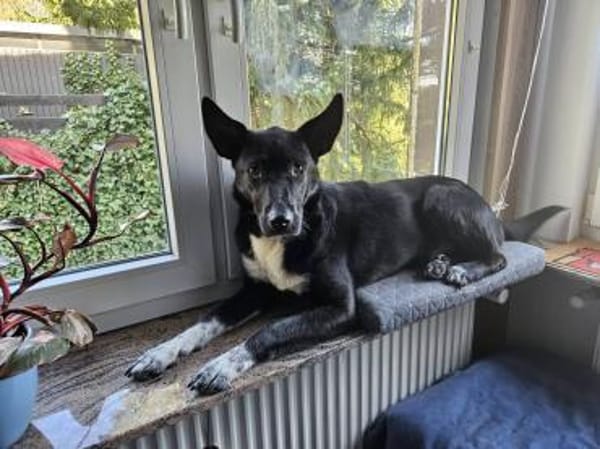 ❤Lucky -Gentleman im schwarzen Frack