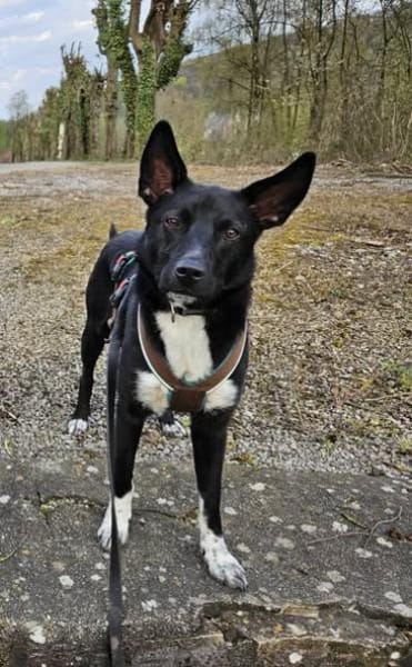 ❤Lucky -Gentleman im schwarzen Frack