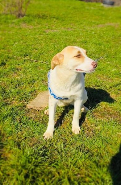 Zita ein sehr verschmustes Mädchen