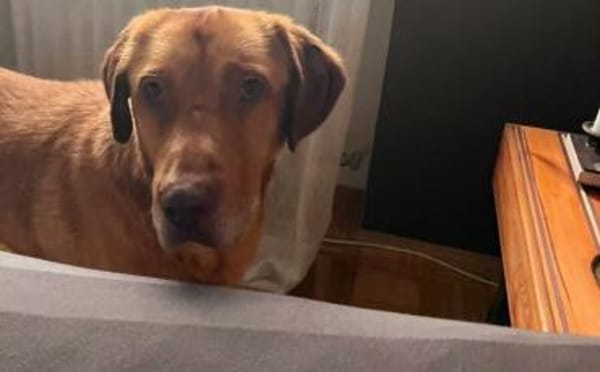 Menschenbezogener Ricky sucht Zuhause