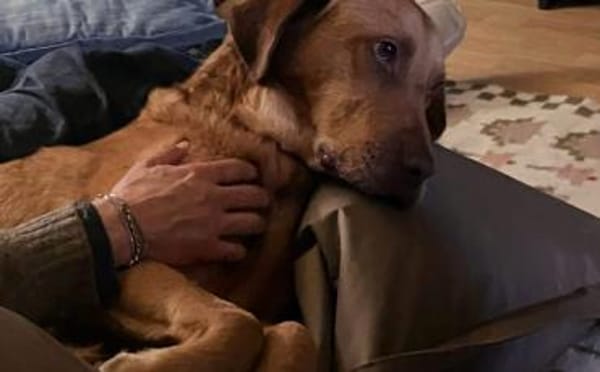 Menschenbezogener Ricky sucht Zuhause