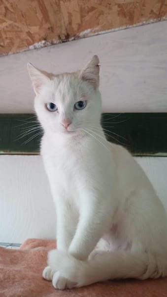 Sanfte zurückhaltende Yuki sucht Zuhause