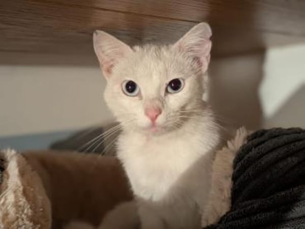 Sanfte zurückhaltende Yuki sucht Zuhause