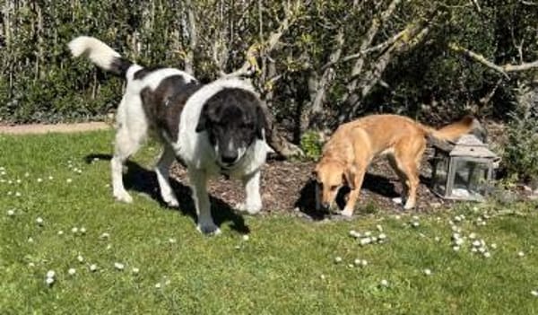 Samson - ein sanfter Riese