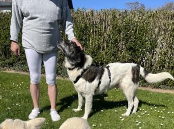 Samson - ein sanfter Riese