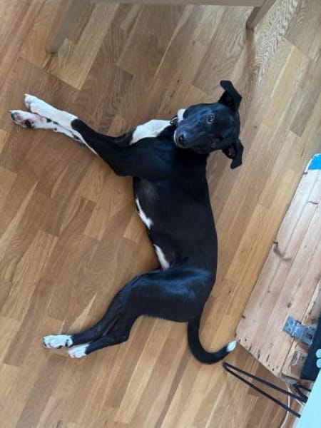 Schüchterne Junghündin- Maya