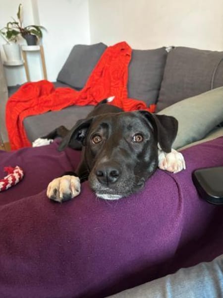 Schüchterne Junghündin- Maya