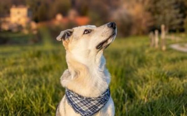 Lee sucht seine Menschen