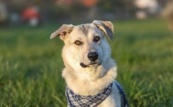 Lee sucht seine Menschen