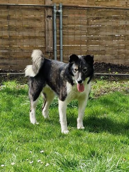 NIHARIKA -neugierig & verträglich-